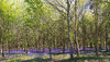 Bluebell woods
