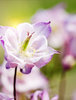 Aquilegia
