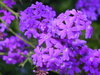 Brilliant Flowers