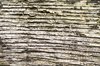 Cracked wood texture