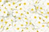 Tiny flower background