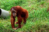 oran utan posing