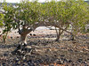 mangrove growth