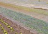 covered organic salad plants