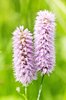 Pink garden flowers