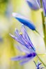The softest blue flowers