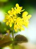 Rapeseed