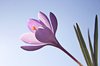 Crocus