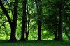 forrest