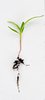 Sprout