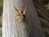 Hornet