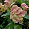 Flowers in square format