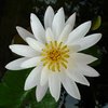 Waterlilly