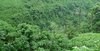 Jungle 1