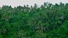 Jungle with palms