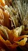 Stag horn fern texture / abstr