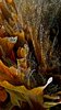 Stag horn fern texture / abstr