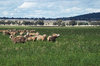 rural