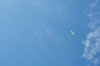 Seagull