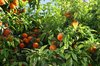 Seville oranges