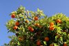 Seville oranges