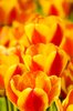 Tulips close-up