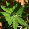 Raindrops