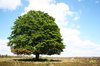 A tree