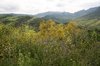 Wild Spanish flowers