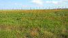 Texas Prairie