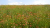 Texas Prairie