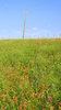 Texas Prairie