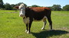 Cattle Ranch, Teague, TX