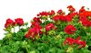 geranium