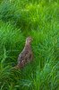 Wild Hen Phesant