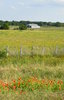 Texas Prairie