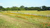 Texas Prairie