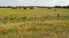 Texas Prairie
