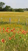 Texas Prairie