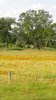 Texas Prairie
