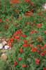 Wild poppies
