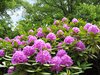 pink rhododendron bush