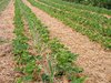 organic strawberry field