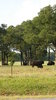 Bison