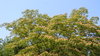 Blooming trees