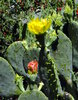 Cactus Flower