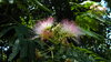 Blooming trees