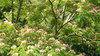 Blooming trees