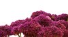ornamental garlic