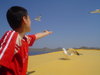 friedship with seagulls